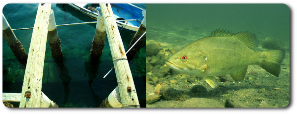 魚と運河